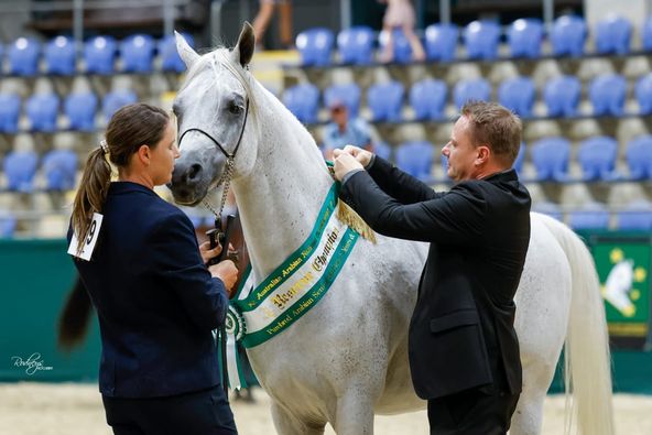 Shanghai Star - Reserve Champion