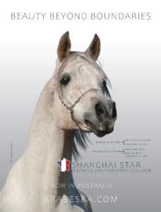 Shanghai Star - Purebred Arabian Stallion
